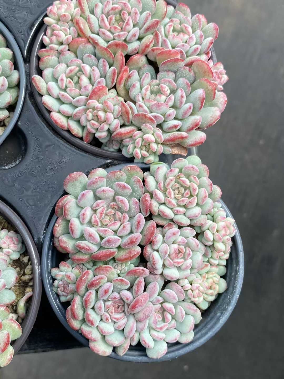 24株×モウズ 多肉植物 エケベリア セダム アエオニウム グラプトペタルム 韓国苗 寄せ植え MY 807