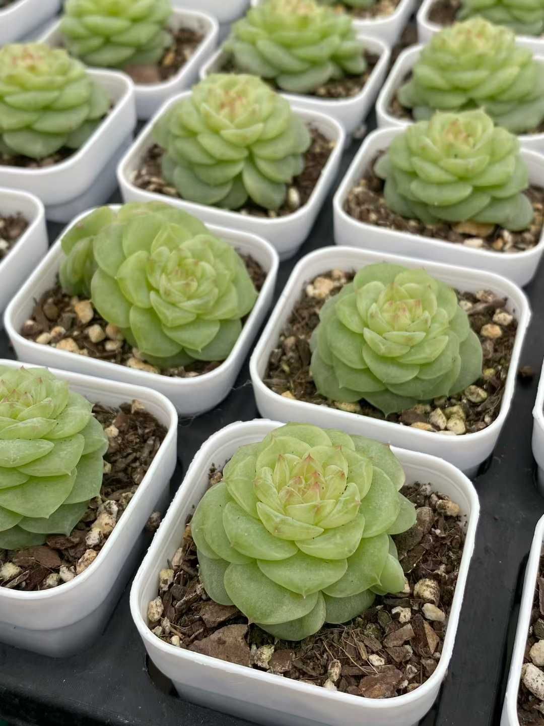 24株×トウシン 多肉植物 エケベリア セダム アエオニウム グラプトペタルム 韓国苗 寄せ植え MY 831