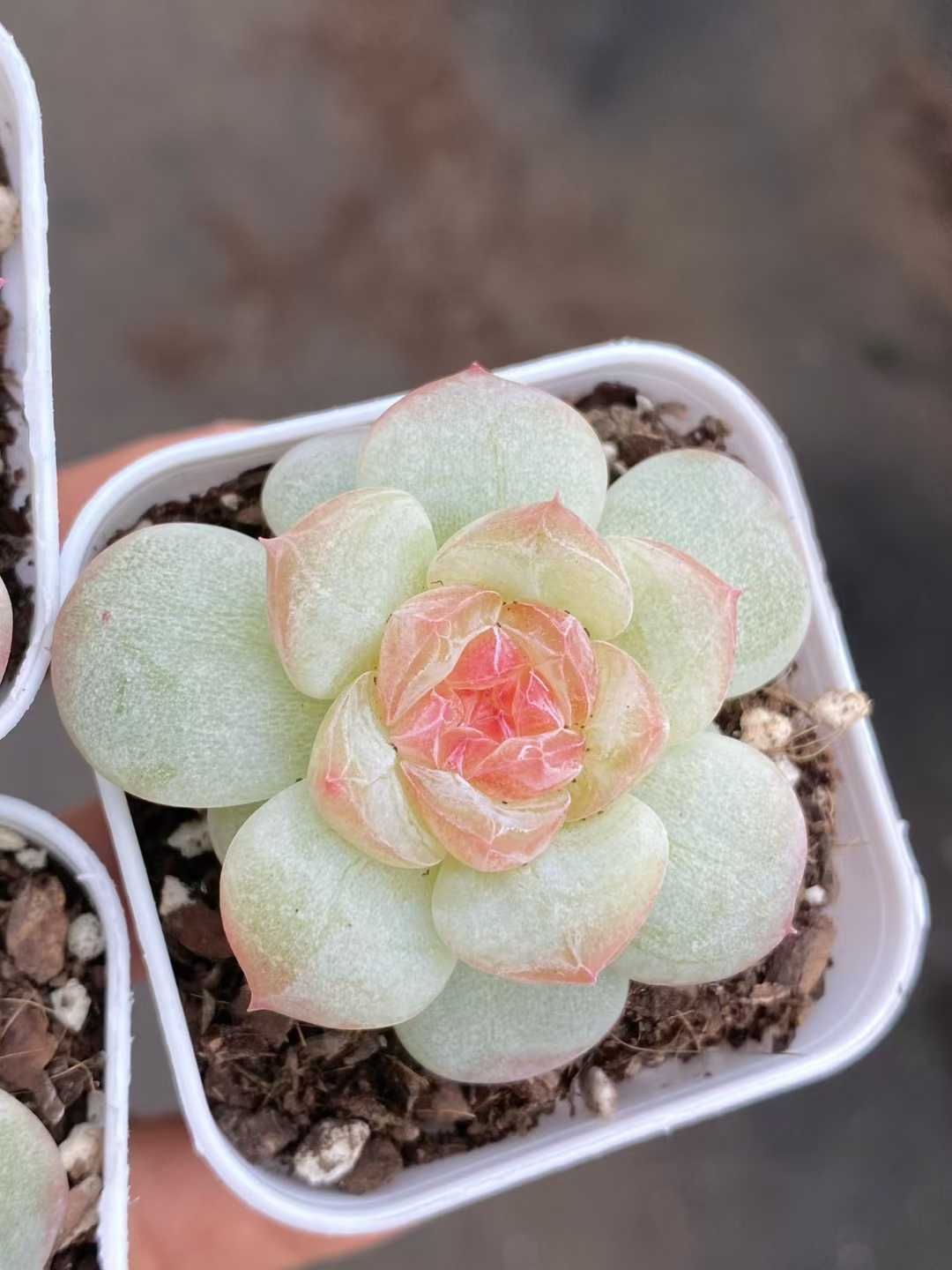 12株×トウシン 多肉植物 エケベリア セダム アエオニウム グラプトペタルム 韓国苗 寄せ植え MY832