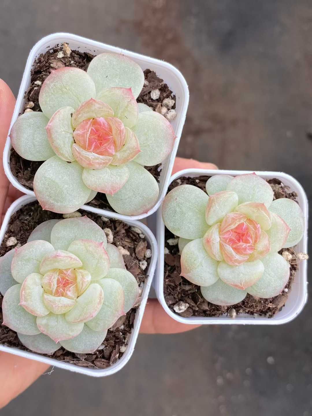 12株×トウシン 多肉植物 エケベリア セダム アエオニウム グラプトペタルム 韓国苗 寄せ植え MY 832