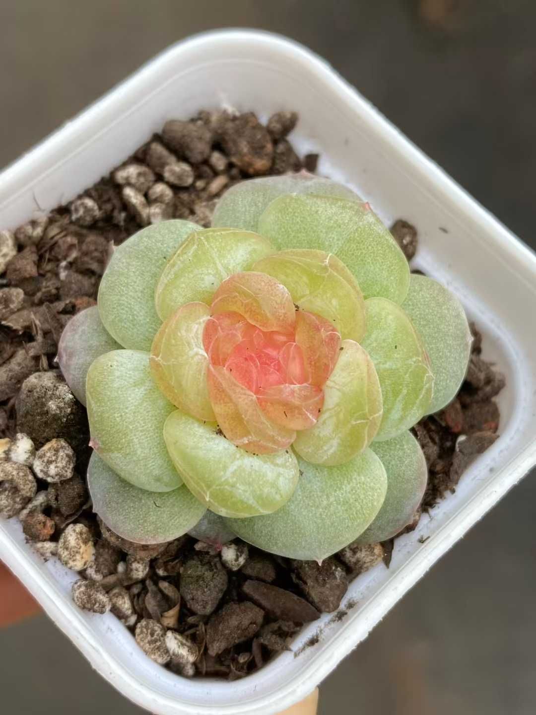 12株 トウシン 多肉植物 エケベリア セダム アエオニウム グラプトペタルム 韓国苗 寄せ植え MY 833