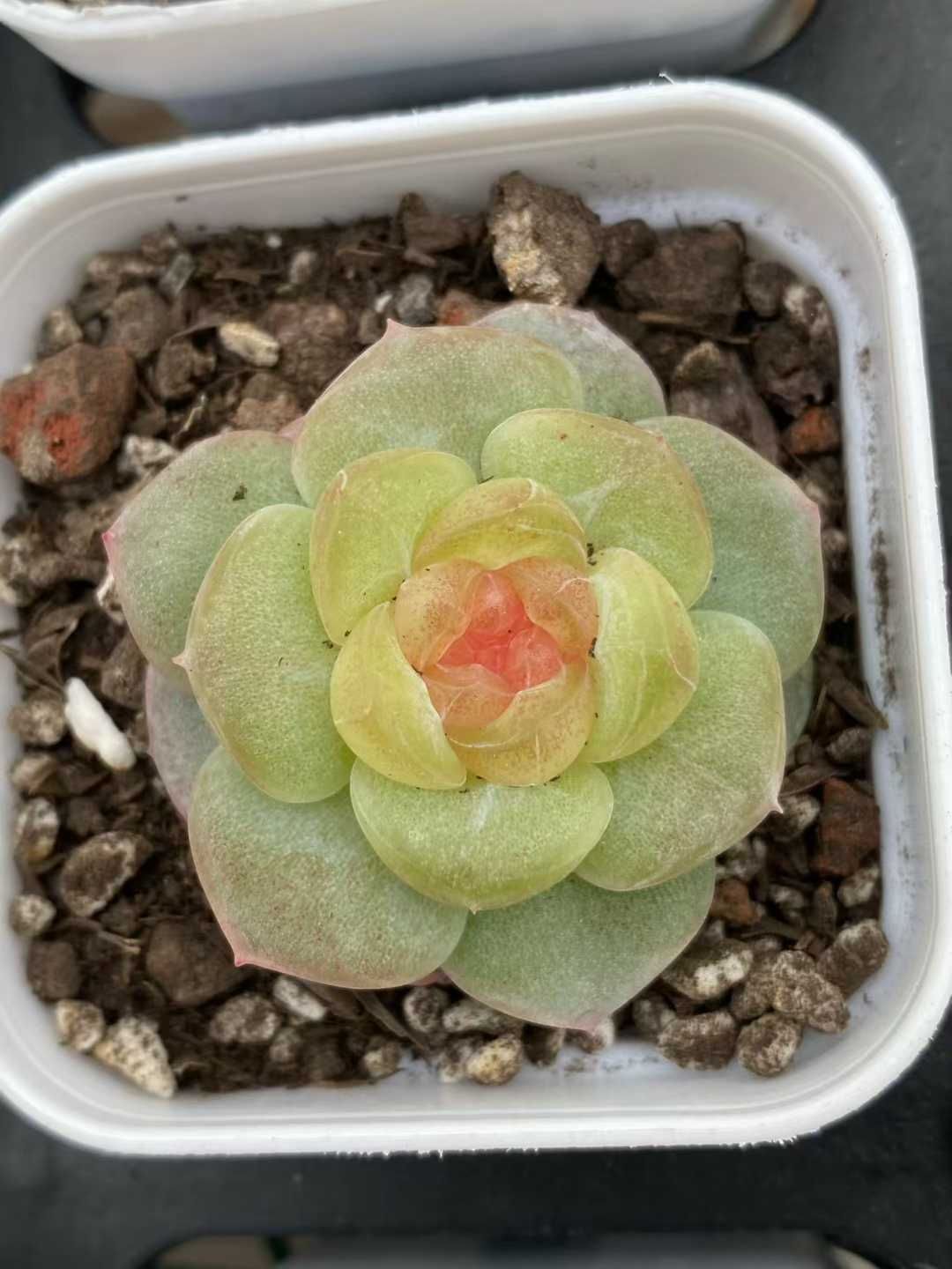 12株×トウシン 多肉植物 エケベリア セダム アエオニウム グラプトペタルム 韓国苗 寄せ植え MY 833