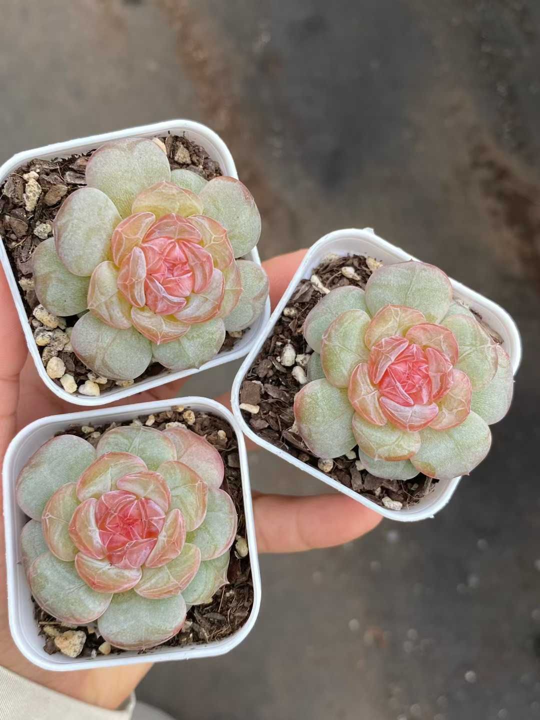 12株 トウシン 多肉植物 エケベリア セダム アエオニウム グラプトペタルム 韓国苗 寄せ植え MY 834