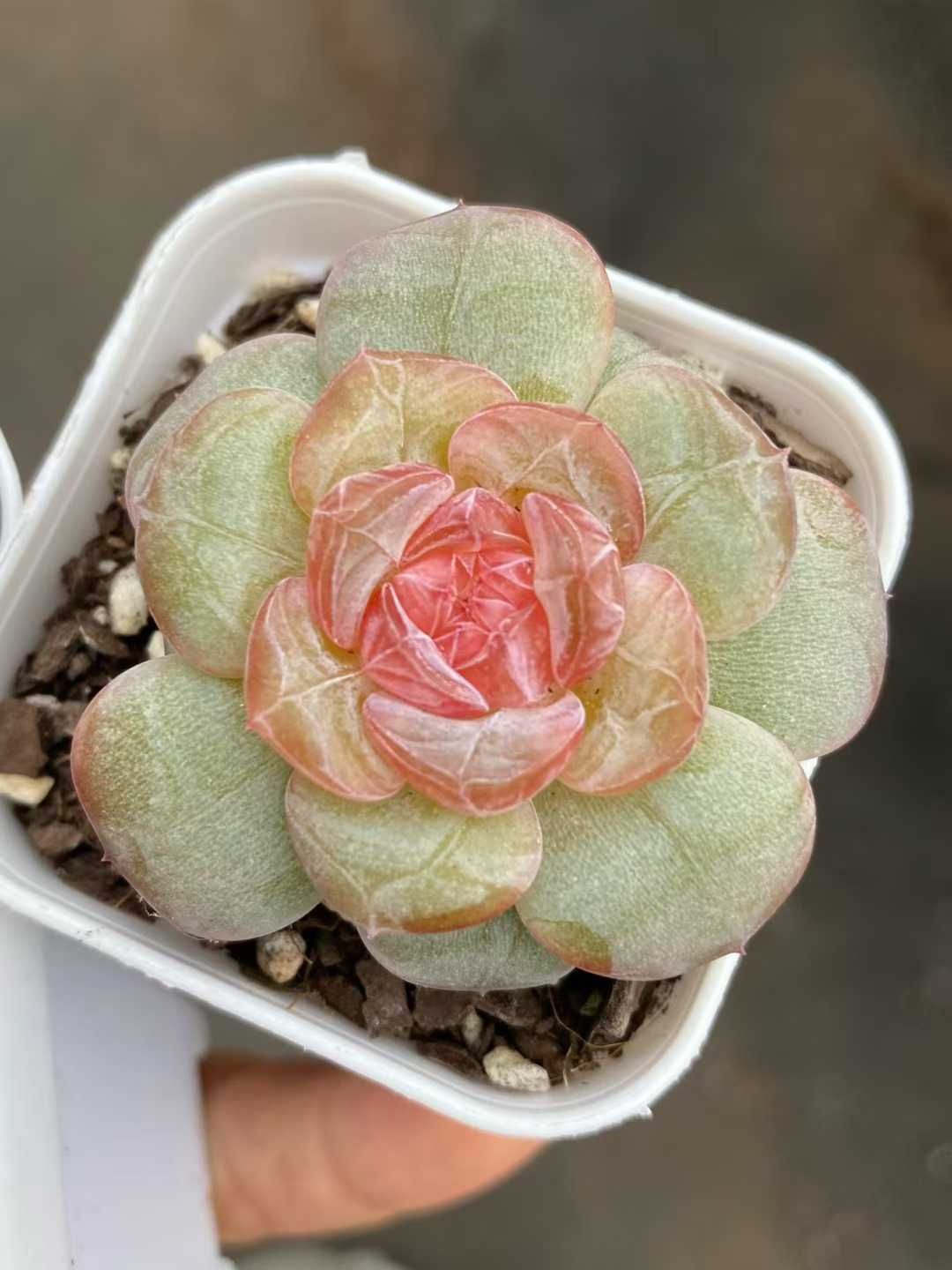 12株×トウシン 多肉植物 エケベリア セダム アエオニウム グラプトペタルム 韓国苗 寄せ植え MY 834