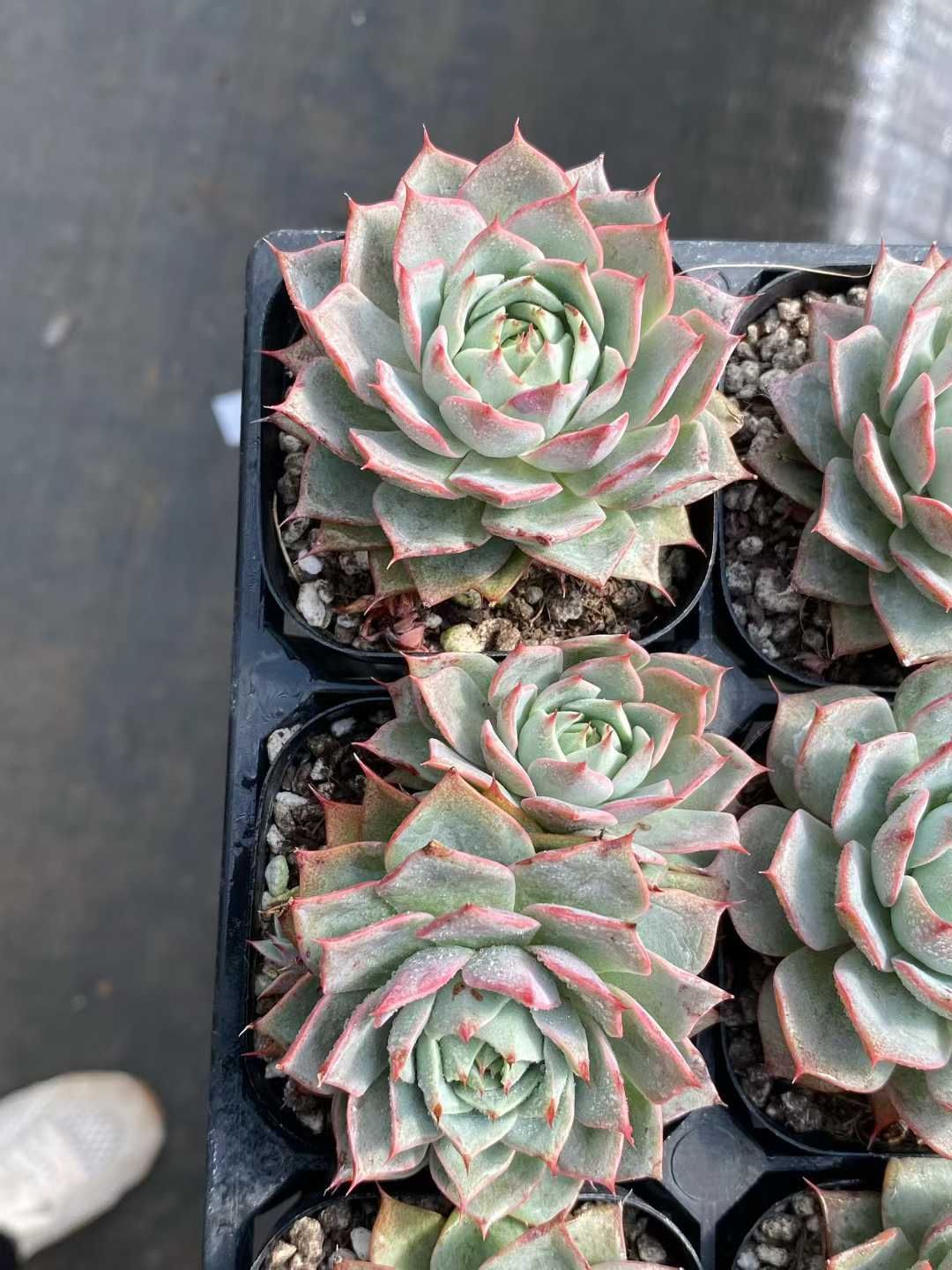 50株×リンジーアンナ 多肉植物 エケベリア セダム アエオニウム グラプトペタルム 韓国苗 寄せ植え MY 809