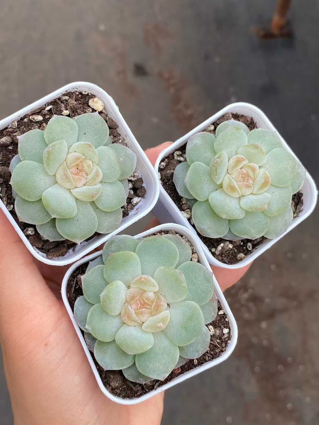 24株×トウシン 多肉植物 エケベリア セダム アエオニウム グラプトペタルム 韓国苗 寄せ植え MY 836