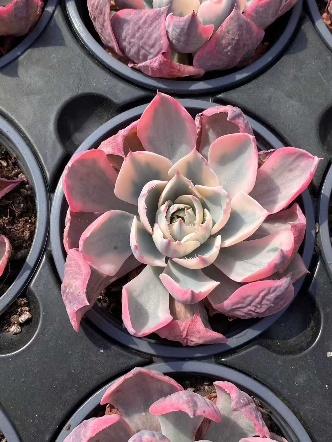 12株×アメセイニシキ 多肉植物 エケベリア セダム アエオニウム グラプトペタルム 韓国苗 寄せ植え MY 811