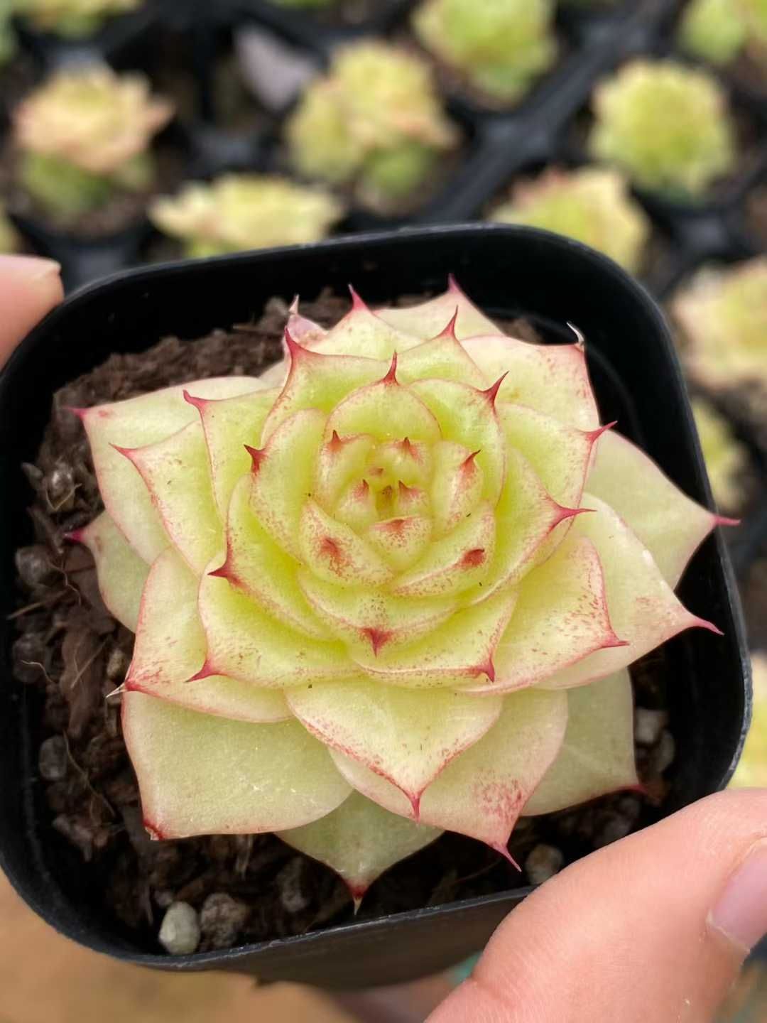 12株×ムギワラ 多肉植物 エケベリア セダム アエオニウム グラプトペタルム 韓国苗 寄せ植え MY 837