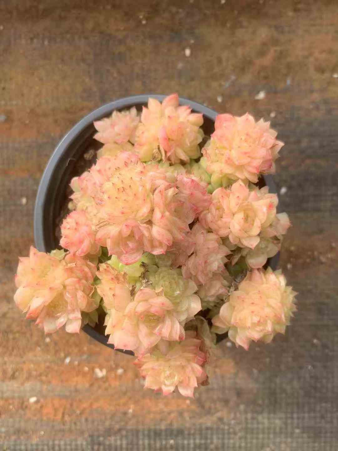 18株×ラクギョウ 多肉植物 エケベリア セダム アエオニウム グラプトペタルム 韓国苗 寄せ植え