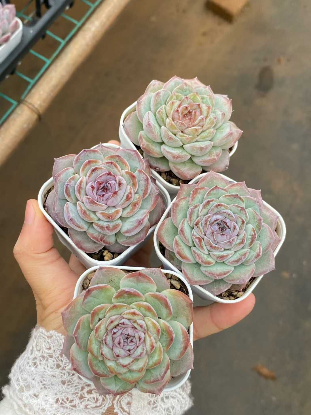 50株×ビクン 多肉植物 エケベリア セダム アエオニウム グラプトペタルム 韓国苗 寄せ植え MY 842