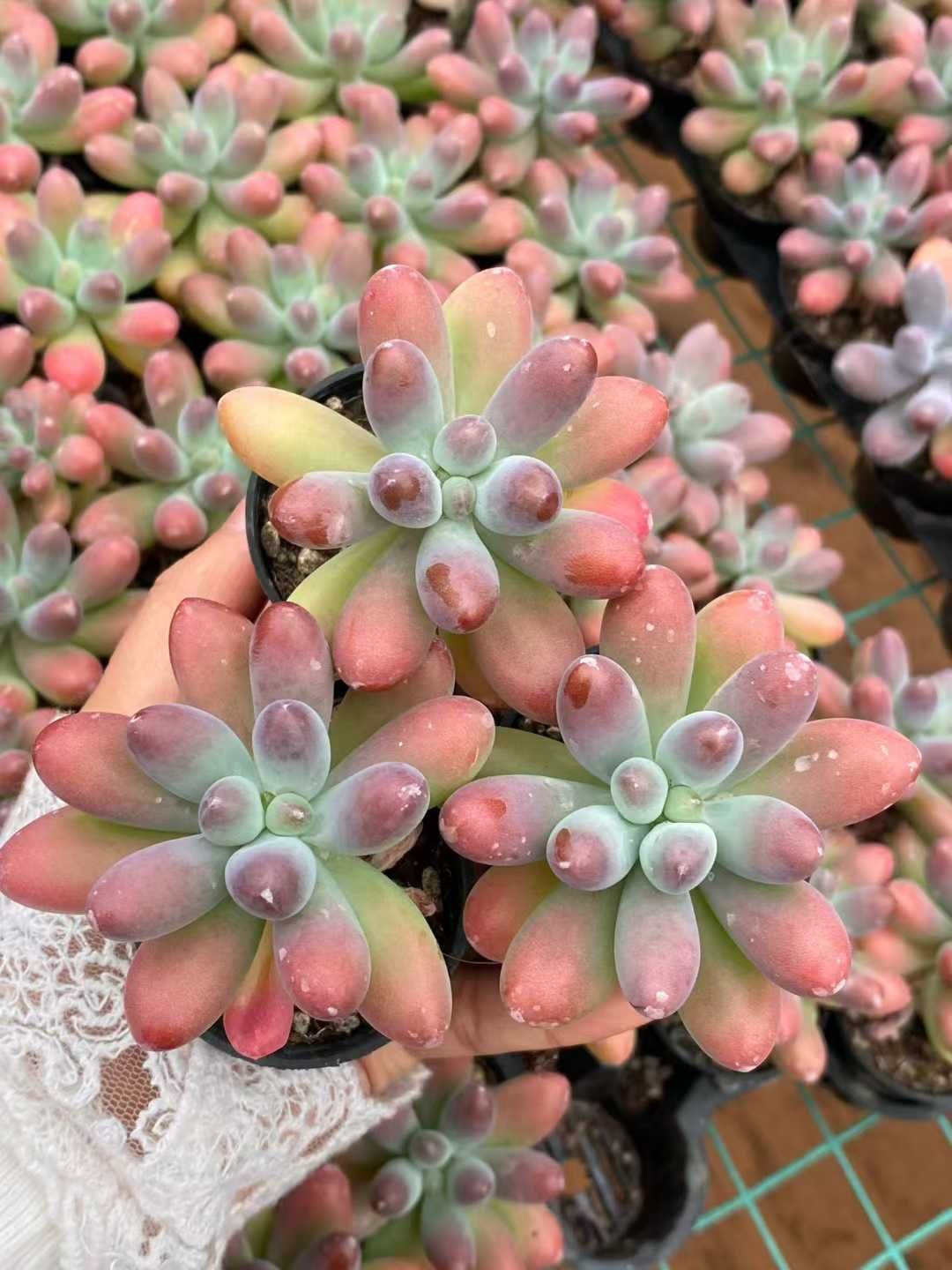 グラプトペタルム 韓国苗