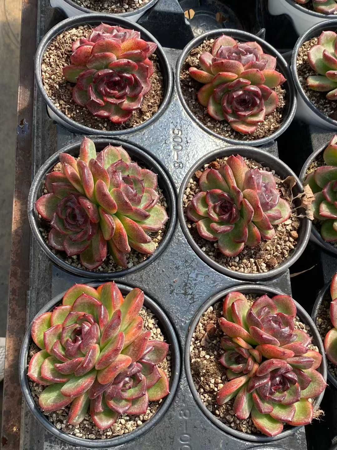 多肉植物 エケベリア