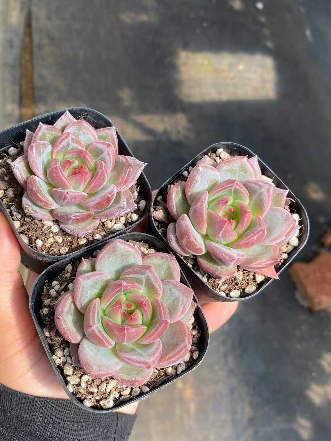 50株×シャーロット 多肉植物 エケベリア セダム アエオニウム グラプトペタルム 韓国苗 寄せ植え MY 820