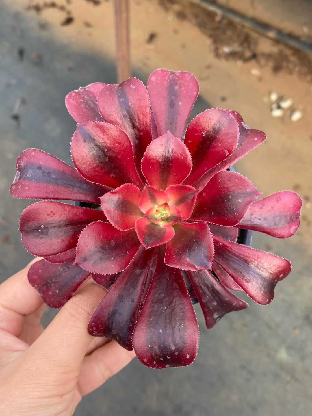 24株×メドゥーサ 多肉植物 エケベリア セダム アエオニウム グラプトペタルム 韓国苗 寄せ植え MY 856