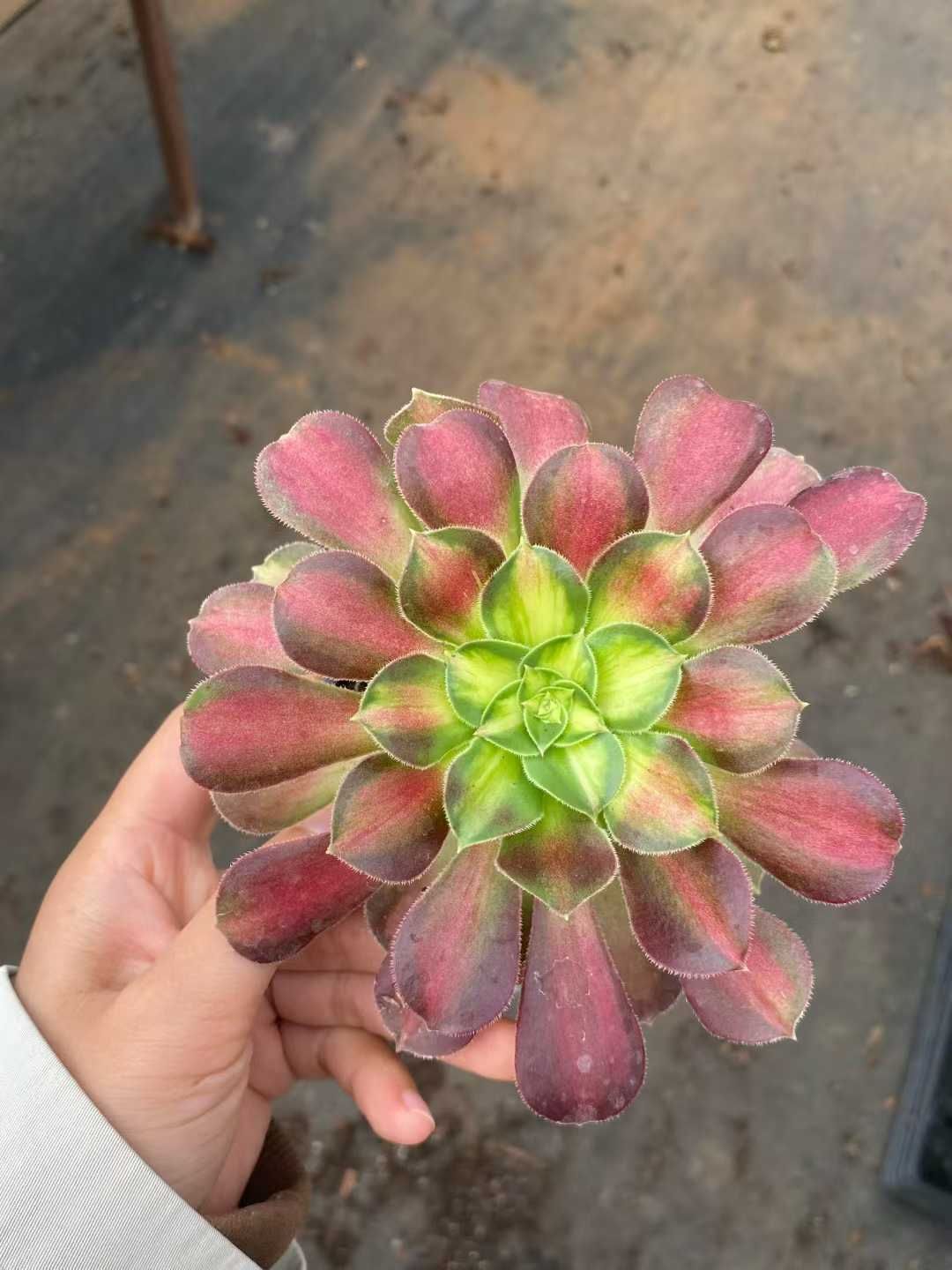 24株×アンナ 多肉植物 エケベリア セダム アエオニウム グラプトペタルム 韓国苗 寄せ植え MY 859