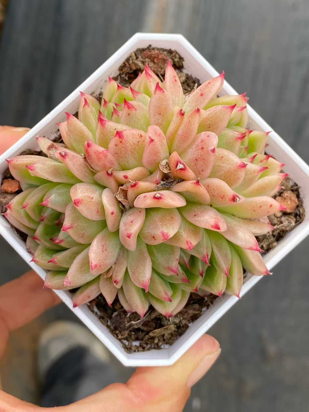 50株×フウヒ 多肉植物 エケベリア セダム アエオニウム グラプトペタルム 韓国苗 寄せ植え QS 1205