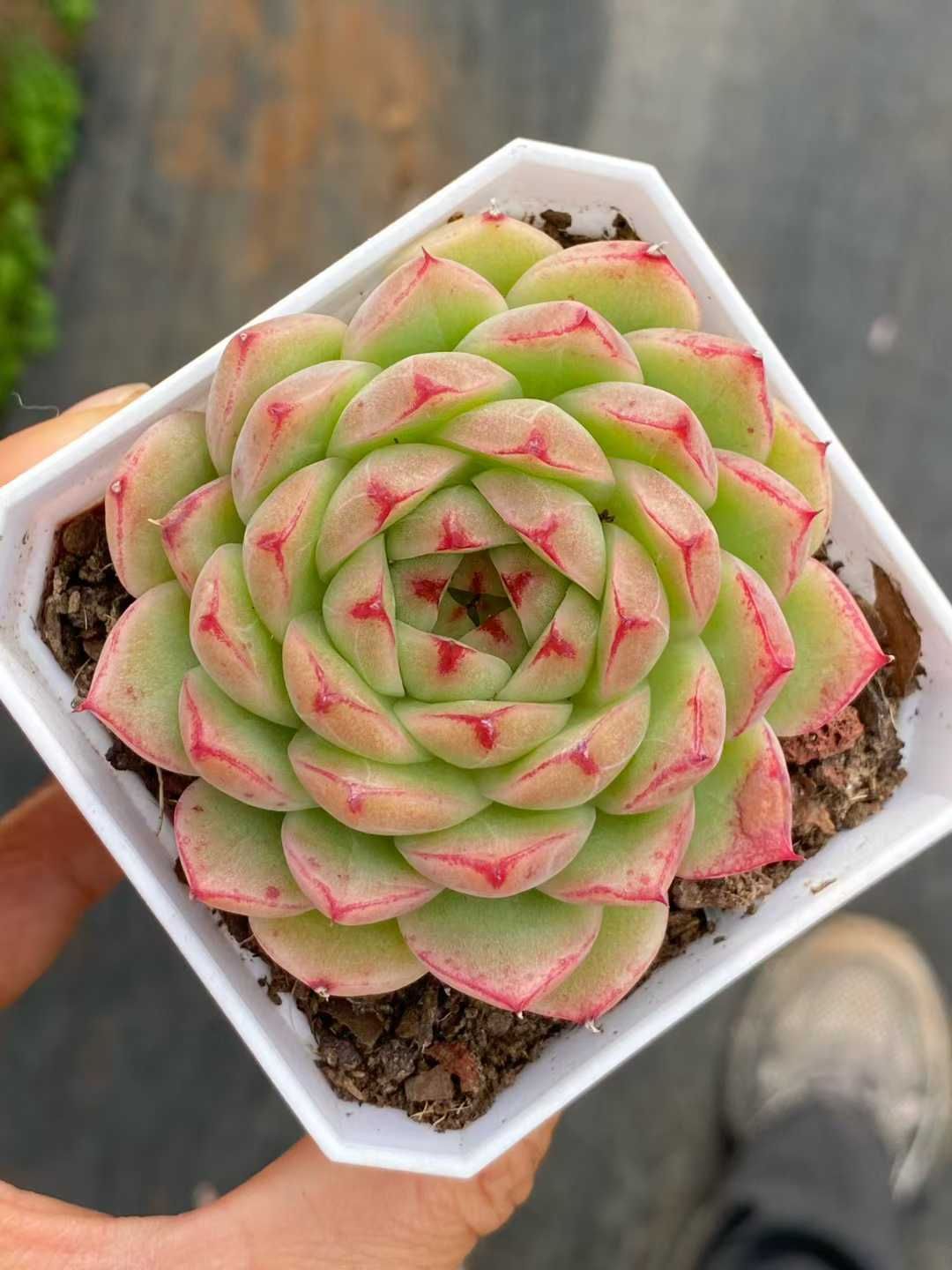 50株×フウヒ 多肉植物 エケベリア セダム アエオニウム グラプトペタルム 韓国苗 寄せ植え QS 1205