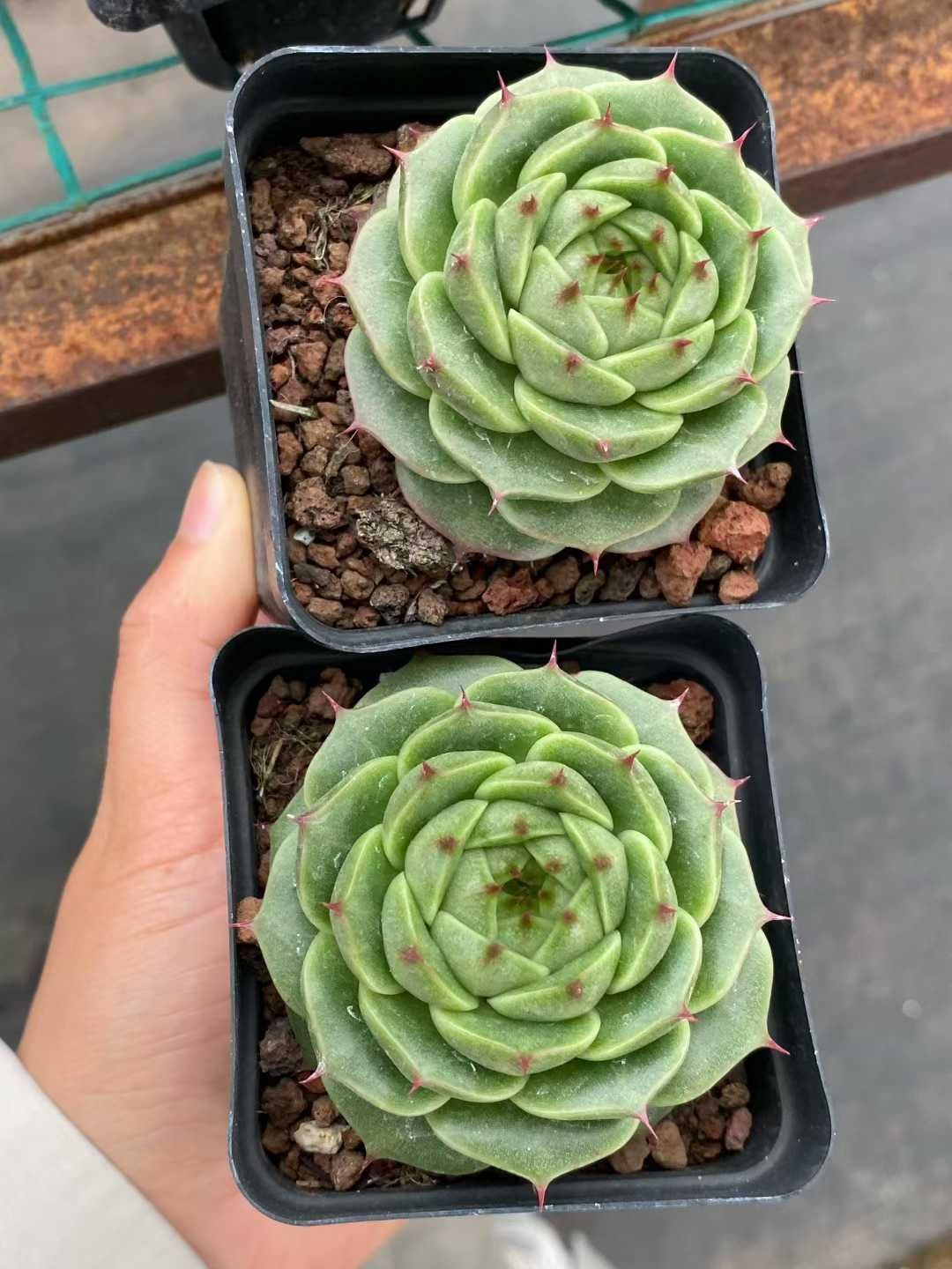 50株×カキリン 多肉植物 エケベリア セダム アエオニウム グラプトペタルム 韓国苗 寄せ植え MY 824