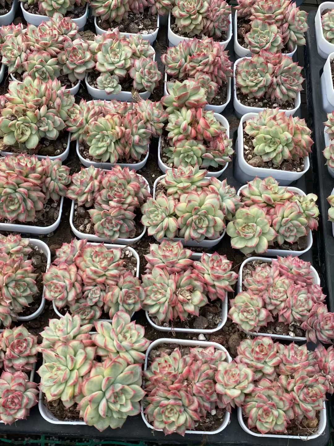 50株 マビナニシキ 多肉植物 エケベリア セダム アエオニウム グラプトペタルム 韓国苗 寄せ植え MY 800