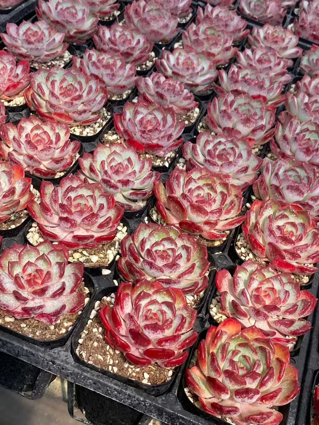 24株 ウェンジン 多肉植物 エケベリア セダム アエオニウム グラプトペタルム 韓国苗 寄せ植え MY 803