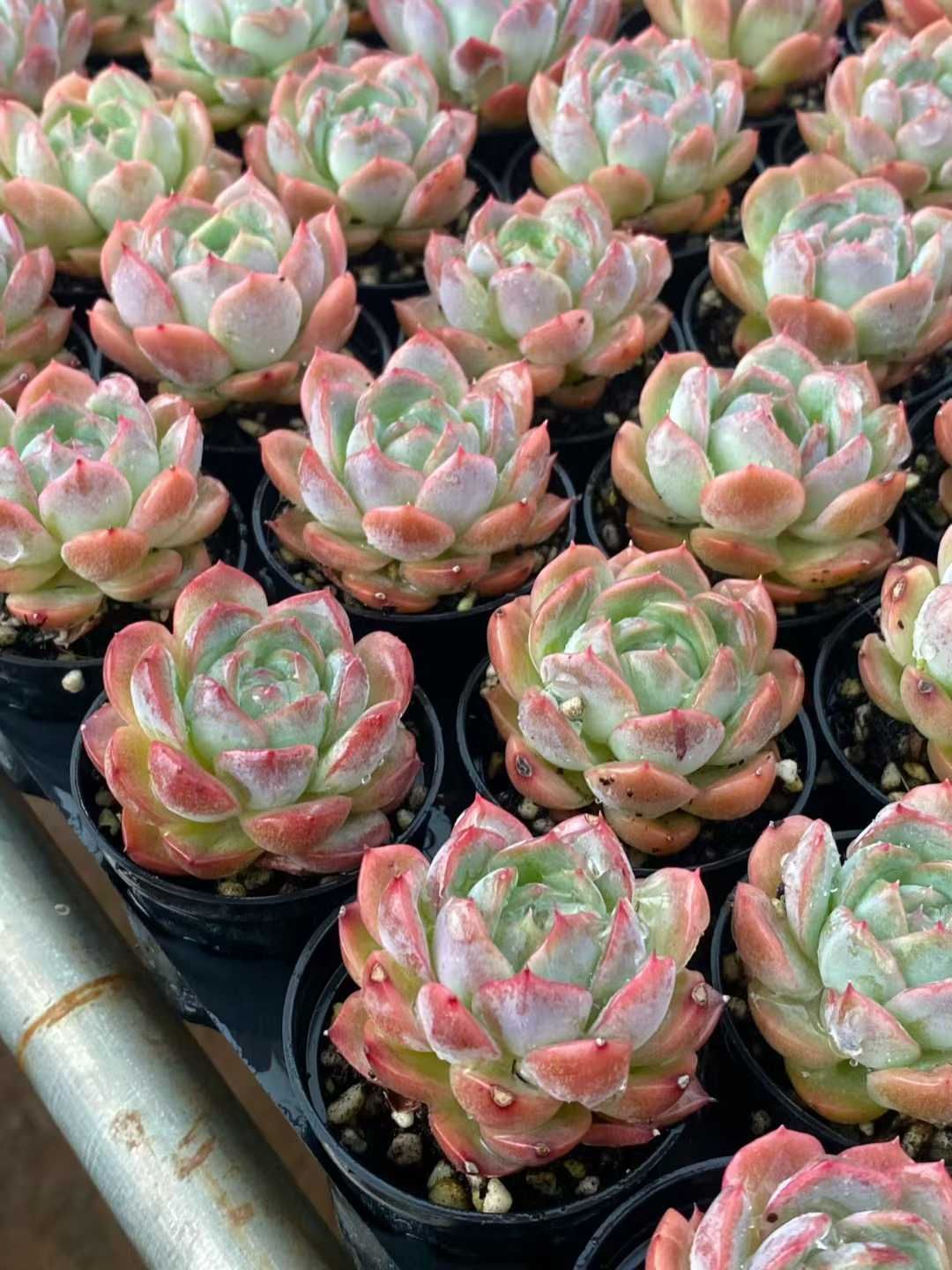 50株 シシリーザツ 多肉植物 エケベリア セダム アエオニウム グラプトペタルム 韓国苗 寄せ植え MY 827