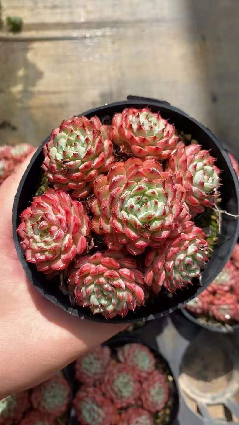 12株×ピンクヒメレン 多肉植物 エケベリア セダム アエオニウム グラプトペタルム 韓国苗 寄せ植え RC 2098