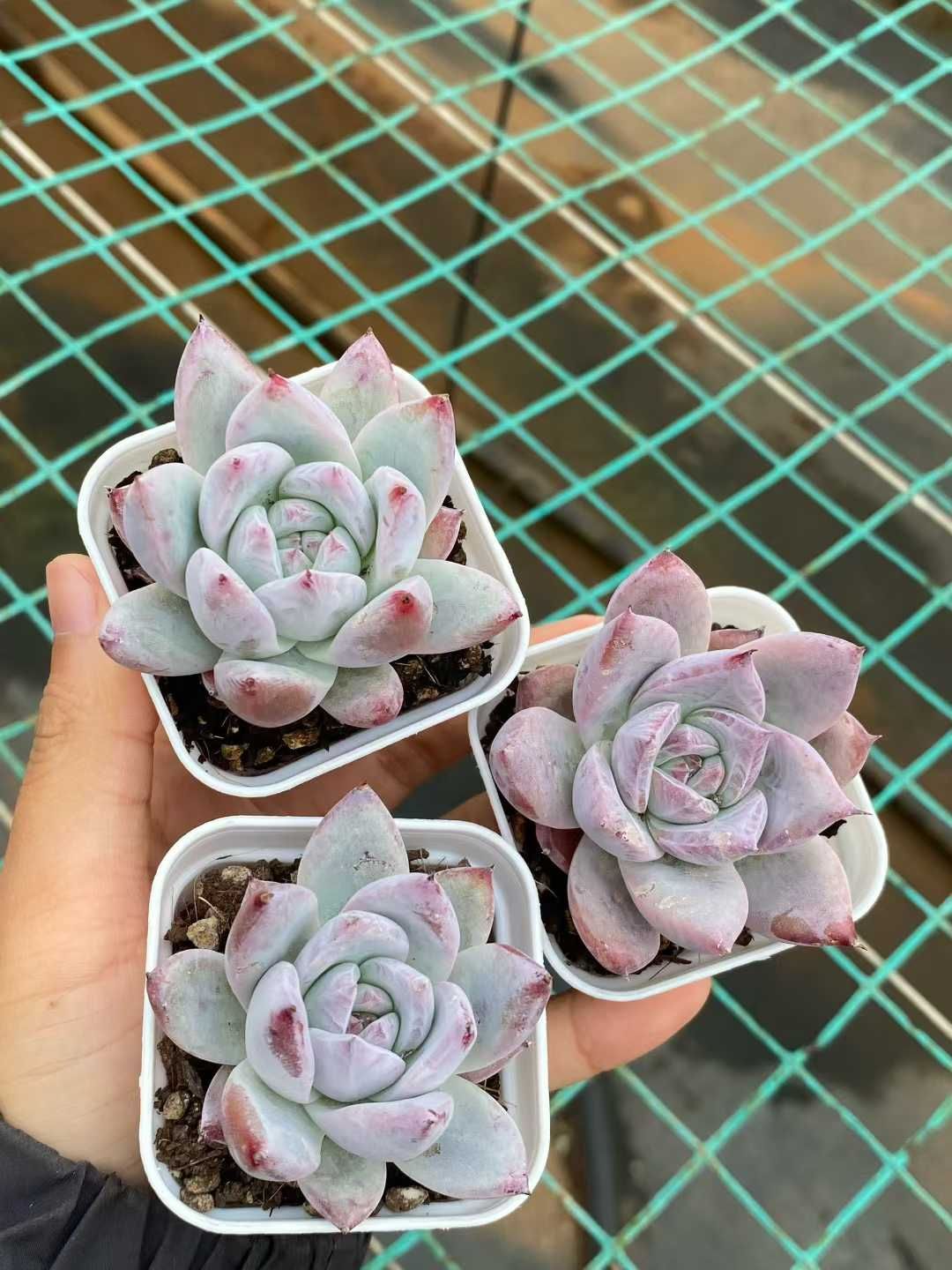 50株 カローラ 多肉植物 エケベリア セダム アエオニウム グラプトペタルム 韓国苗 寄せ植え MY 828