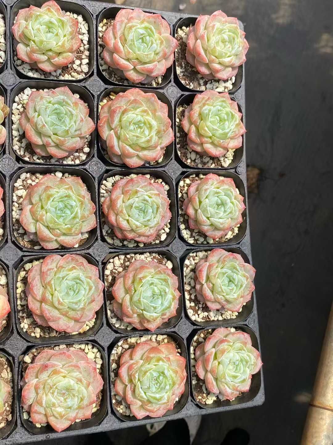 50株 ビクン 多肉植物 エケベリア セダム アエオニウム グラプトペタルム 韓国苗 寄せ植え MY 806 その他多肉植物 観葉植物 フラワー ガーデニング