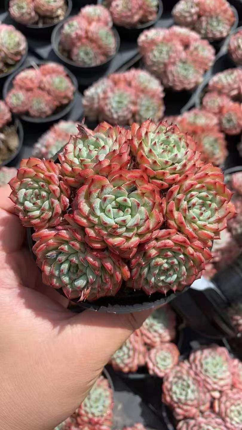 18株×ピンクヒメレン 多肉植物 エケベリア セダム アエオニウム グラプトペタルム 韓国苗 寄せ植え RC 2101