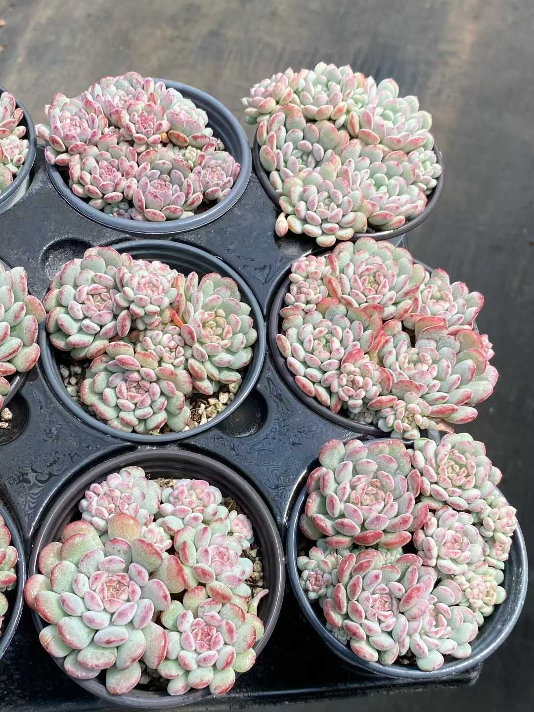 24株×モウズ 多肉植物 エケベリア セダム アエオニウム グラプトペタルム 韓国苗 寄せ植え MY 807