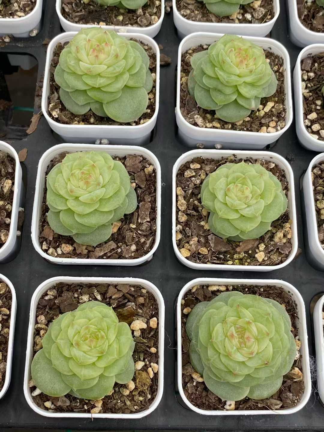 24株 トウシン 多肉植物 エケベリア セダム アエオニウム グラプトペタルム 韓国苗 寄せ植え MY 831