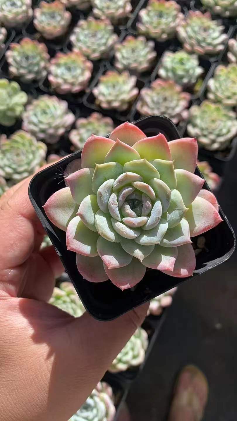 50株×セツハク 多肉植物 エケベリア セダム アエオニウム グラプトペタルム 韓国苗 寄せ植え RC 2110