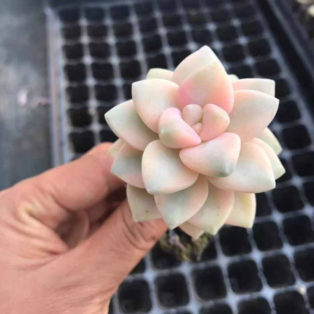 72苗×ビキョウキン 多肉植物 エケベリア セダム アエオニウム