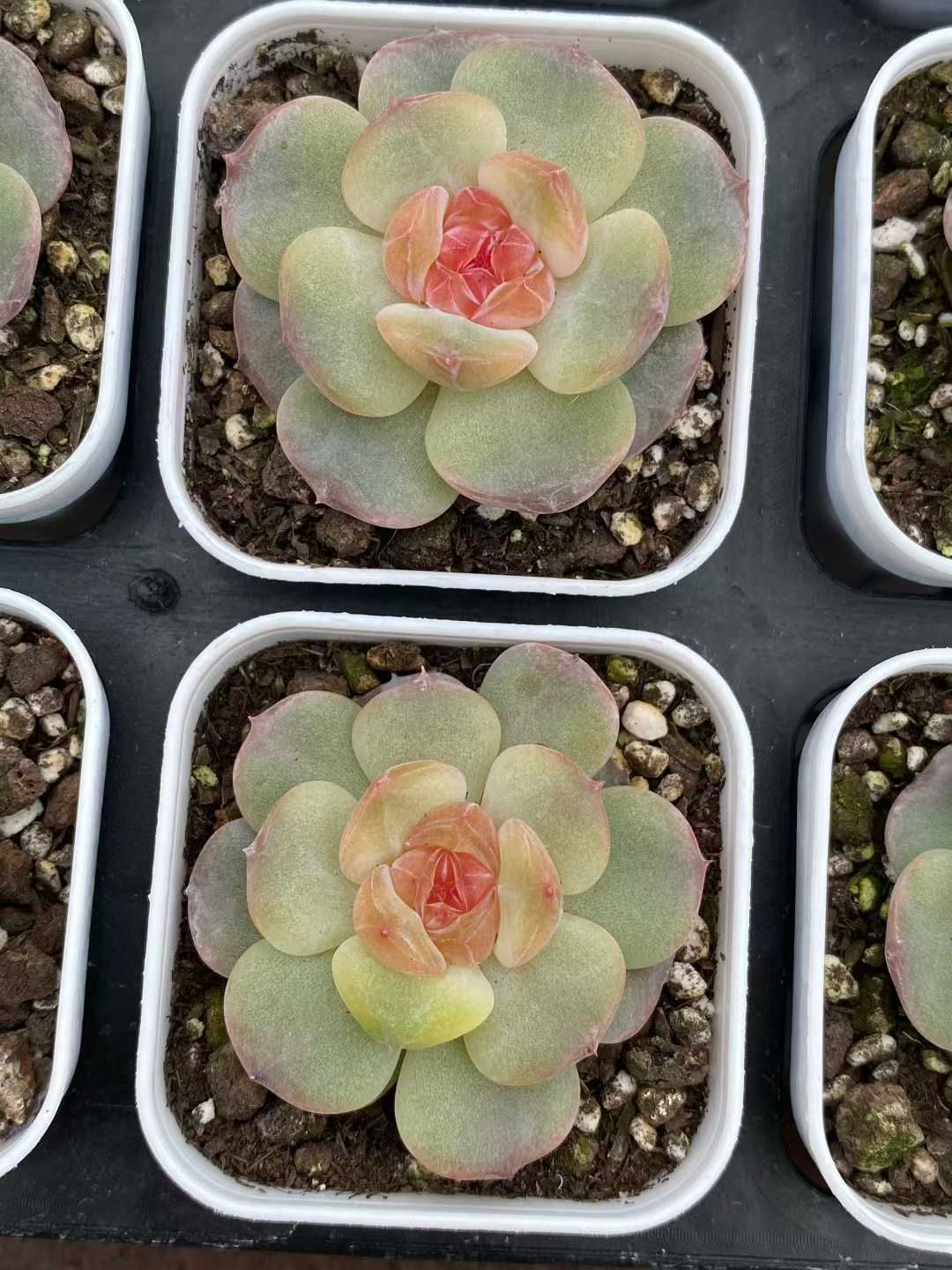 24株 トウシン 多肉植物 エケベリア セダム アエオニウム グラプトペタルム 韓国苗 寄せ植え MY 835 その他多肉植物 観葉植物 フラワー ガーデニング