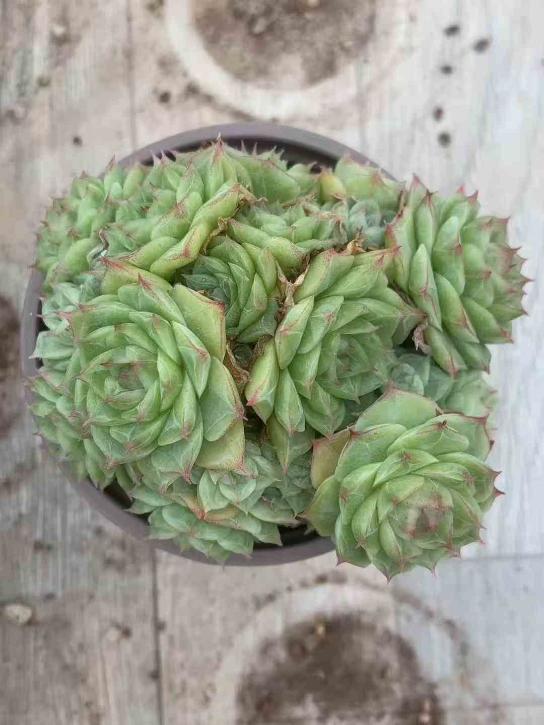 18株×パンドラ 多肉植物 エケベリア セダム アエオニウム グラプトペタルム 韓国苗 寄せ植え