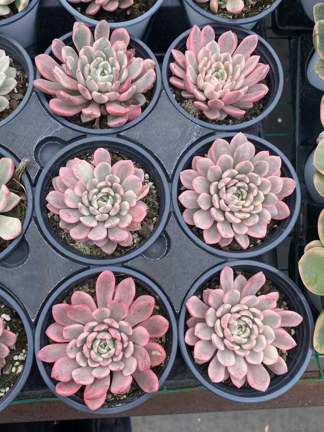 24株×ルビーニシキコウタイ 多肉植物 エケベリア セダム アエオニウム グラプトペタルム 韓国苗 寄せ植え MY 838