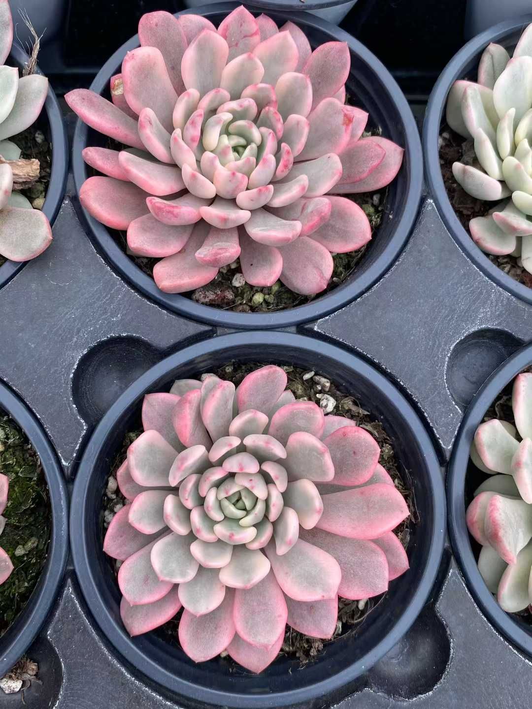 24株 ルビーニシキコウタイ 多肉植物 エケベリア セダム アエオニウム グラプトペタルム 韓国苗 寄せ植え MY 838