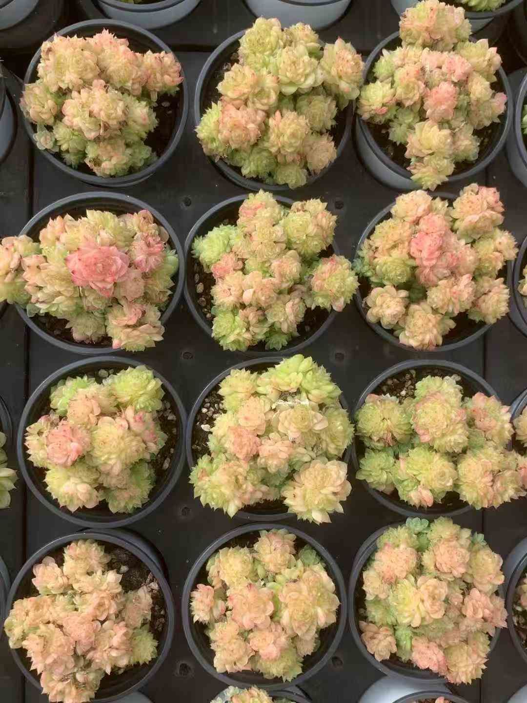 18株×ラクギョウ 多肉植物 エケベリア セダム アエオニウム グラプトペタルム 韓国苗 寄せ植え