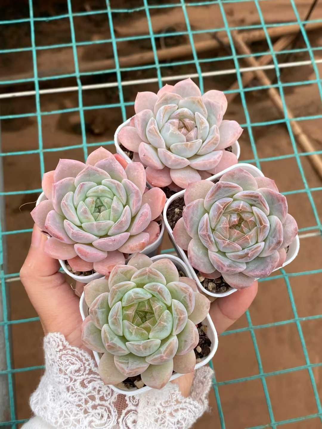 50株×トウシン 多肉植物 エケベリア セダム アエオニウム グラプトペタルム 韓国苗 寄せ植え MY 840