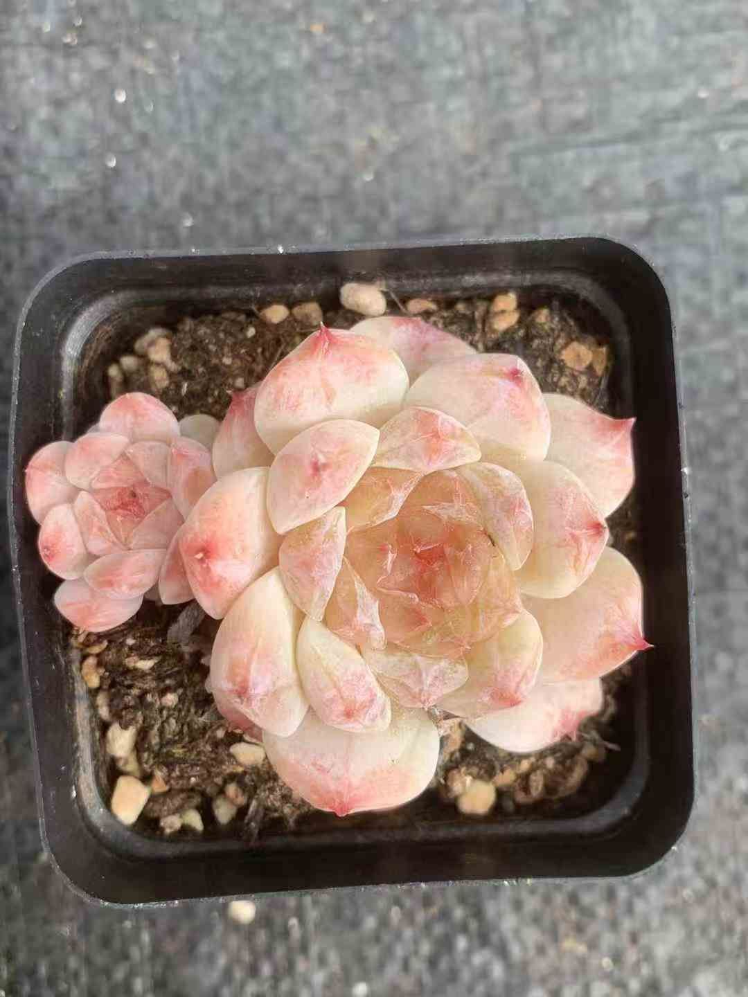 24株×ジンヒョウ 多肉植物 エケベリア セダム アエオニウム グラプトペタルム 韓国苗 寄せ植え