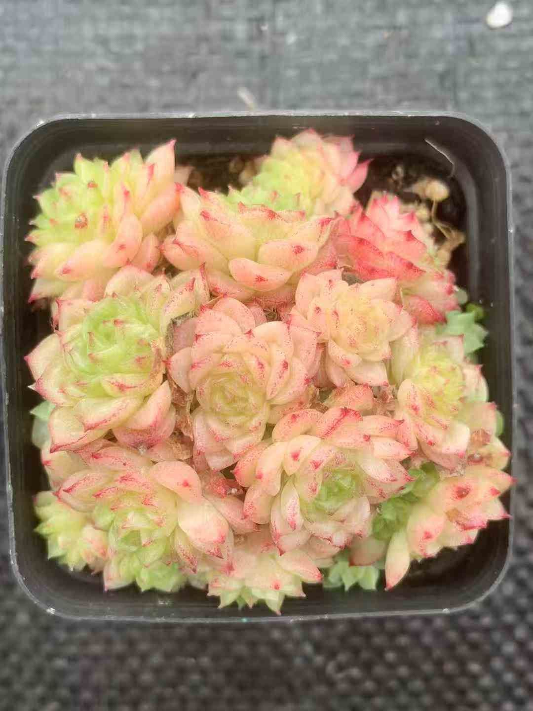 24株 コウトク 多肉植物 エケベリア セダム アエオニウム グラプトペタルム 韓国苗 寄せ植え