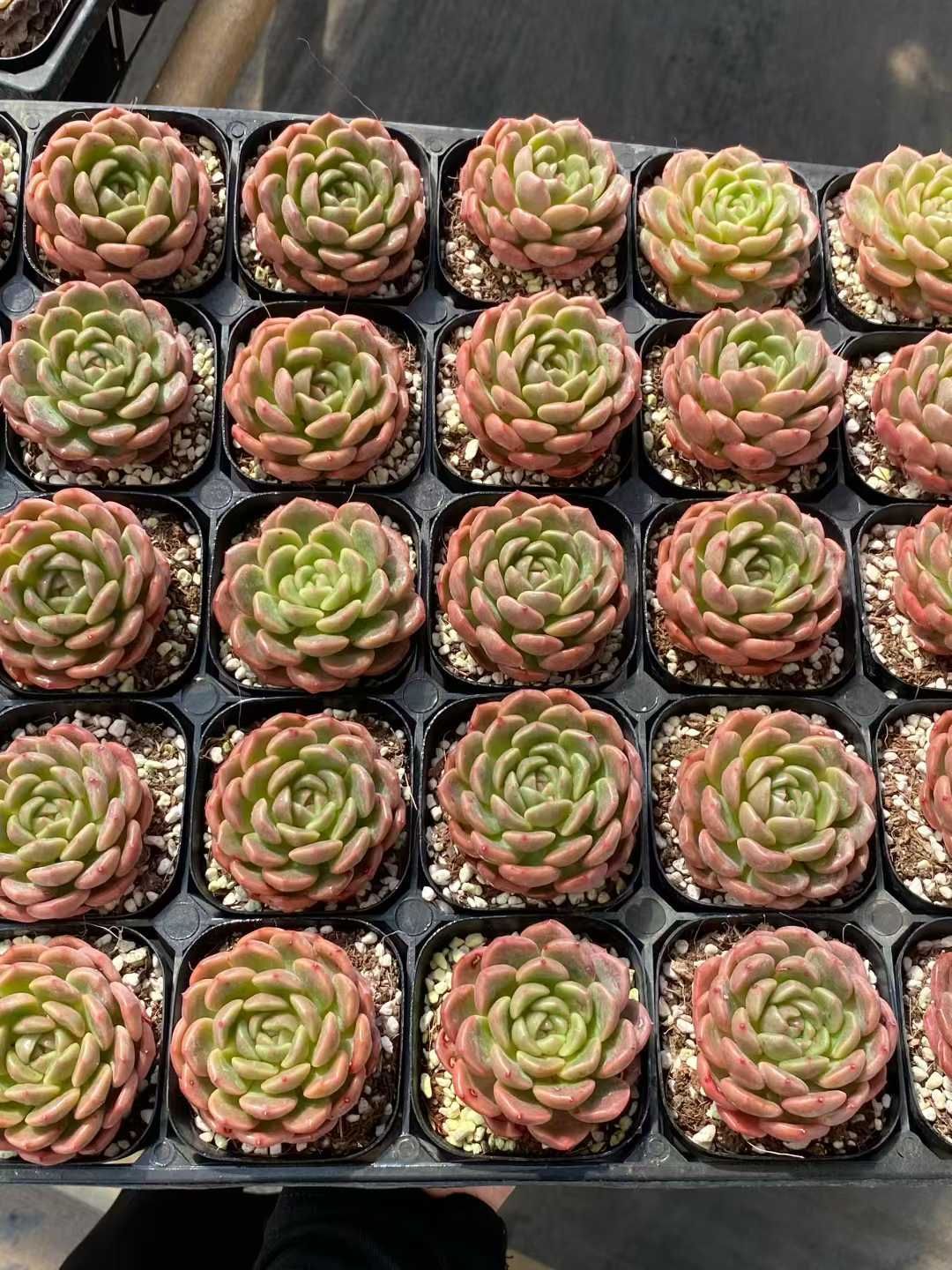 50株×タイヘイチョウ 多肉植物 エケベリア セダム アエオニウム グラプトペタルム 韓国苗 寄せ植え MY 814