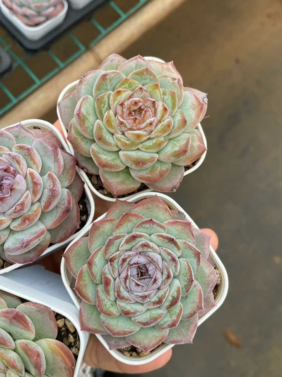 50株×ビクン 多肉植物 エケベリア セダム アエオニウム グラプトペタルム 韓国苗 寄せ植え MY 842