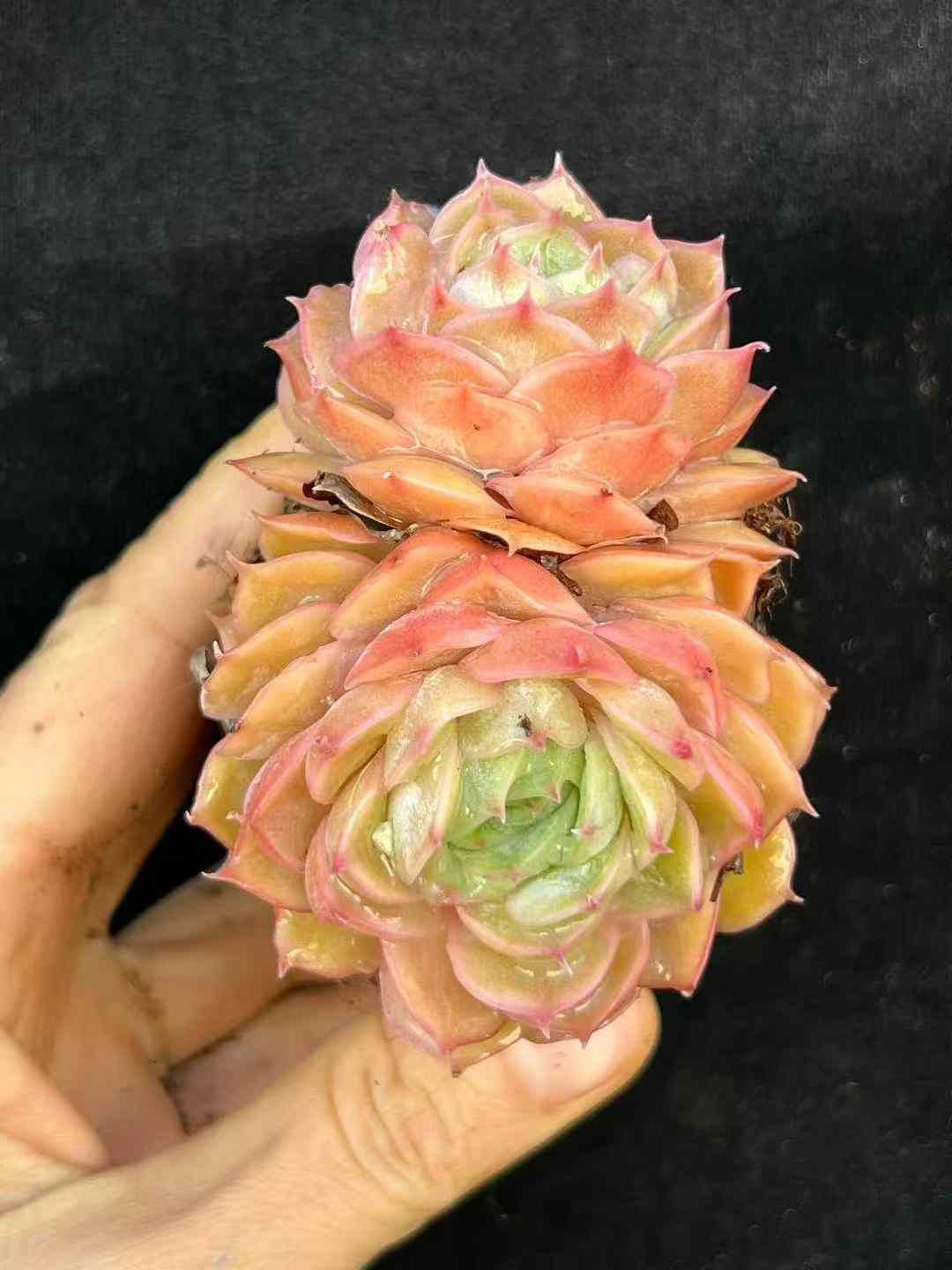 50株 オウキンアンスロ 多肉植物 エケベリア セダム アエオニウム グラプトペタルム 韓国苗 寄せ植え