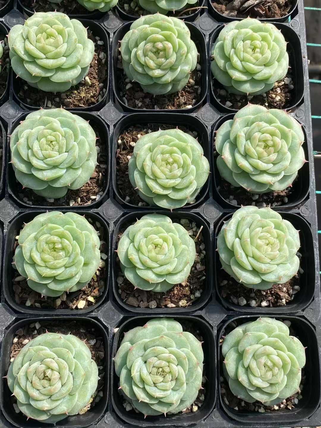 12株×キャラメルマキアート 多肉植物 エケベリア セダム アエオニウム グラプトペタルム 韓国苗 寄せ植え MY 815