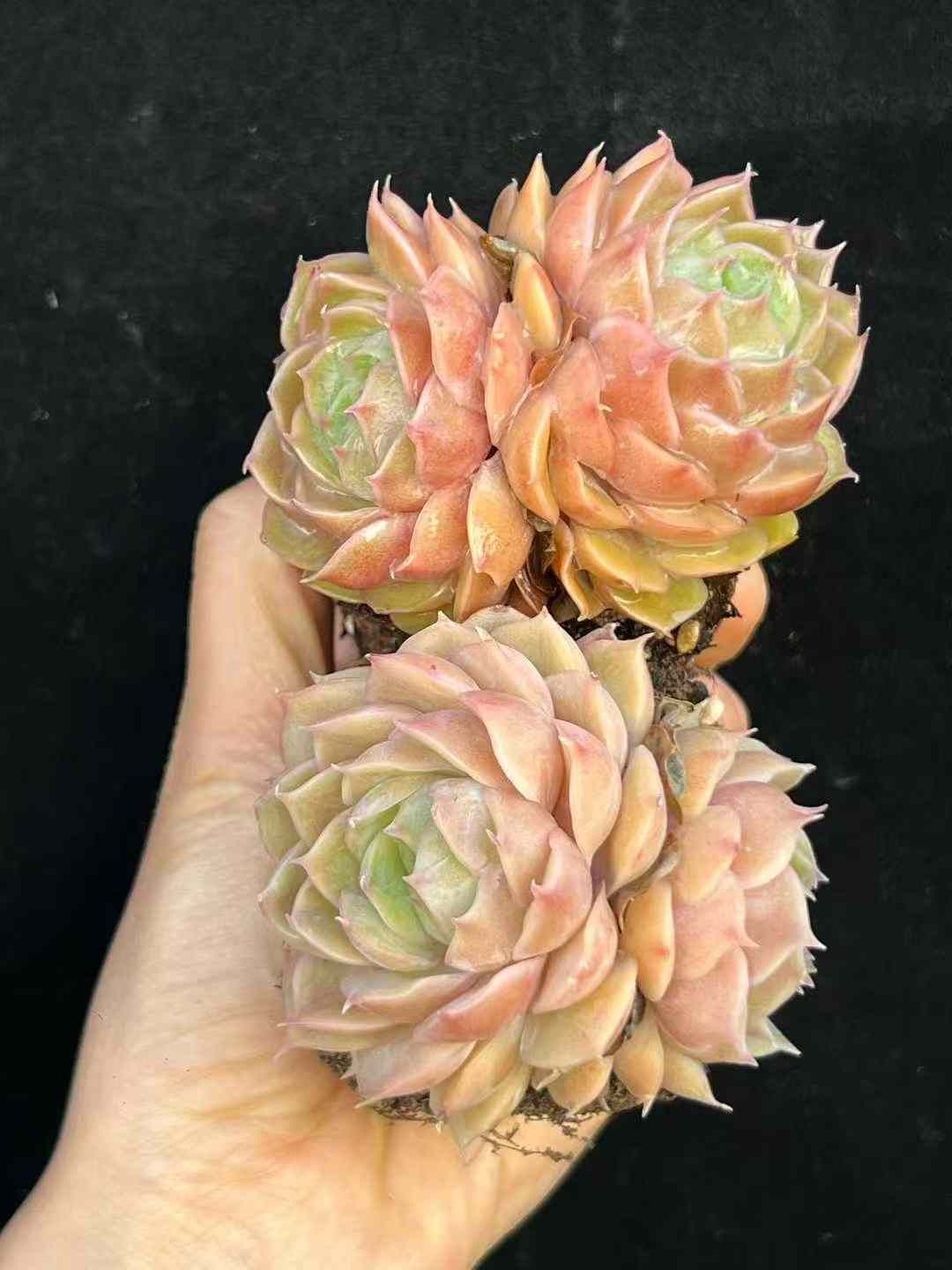 50株×オウキンアンスロ 多肉植物 エケベリア セダム アエオニウム グラプトペタルム 韓国苗 寄せ植え