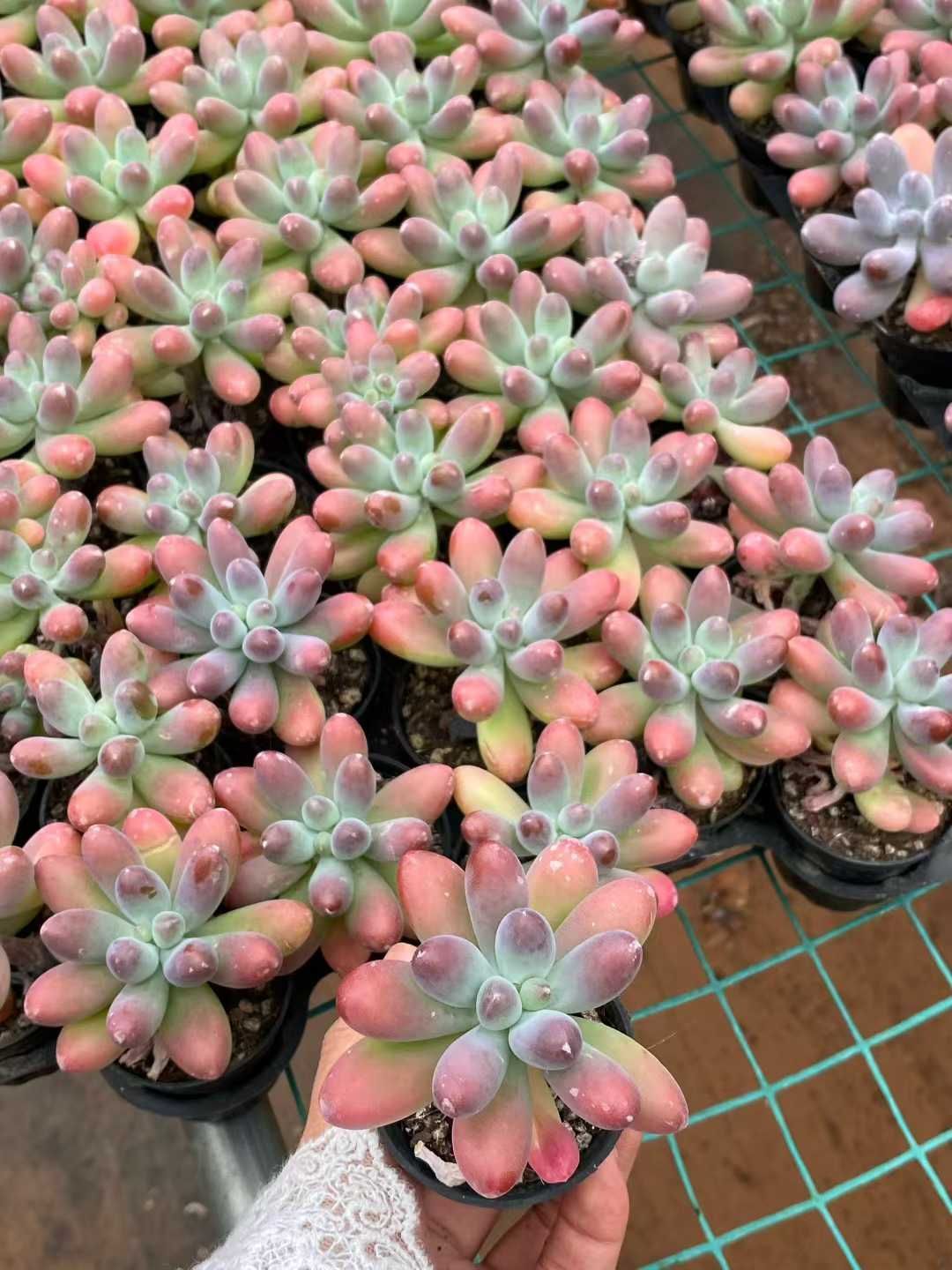 50株 ポンダーセイ 多肉植物 エケベリア セダム アエオニウム グラプトペタルム 韓国苗 寄せ植え MY 843