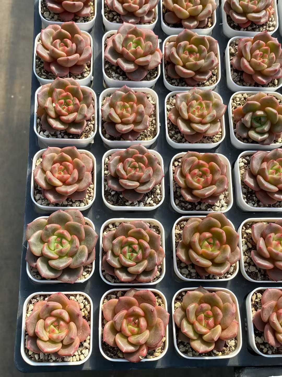 50株×ツボミ 多肉植物 エケベリア セダム アエオニウム グラプトペタルム 韓国苗 寄せ植え MY 816