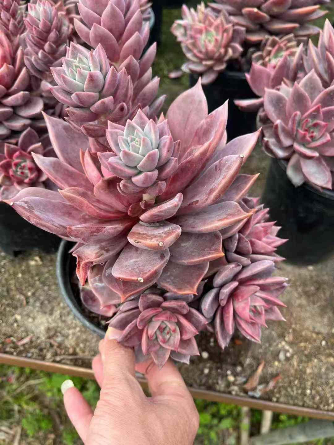 エケベリア セダム