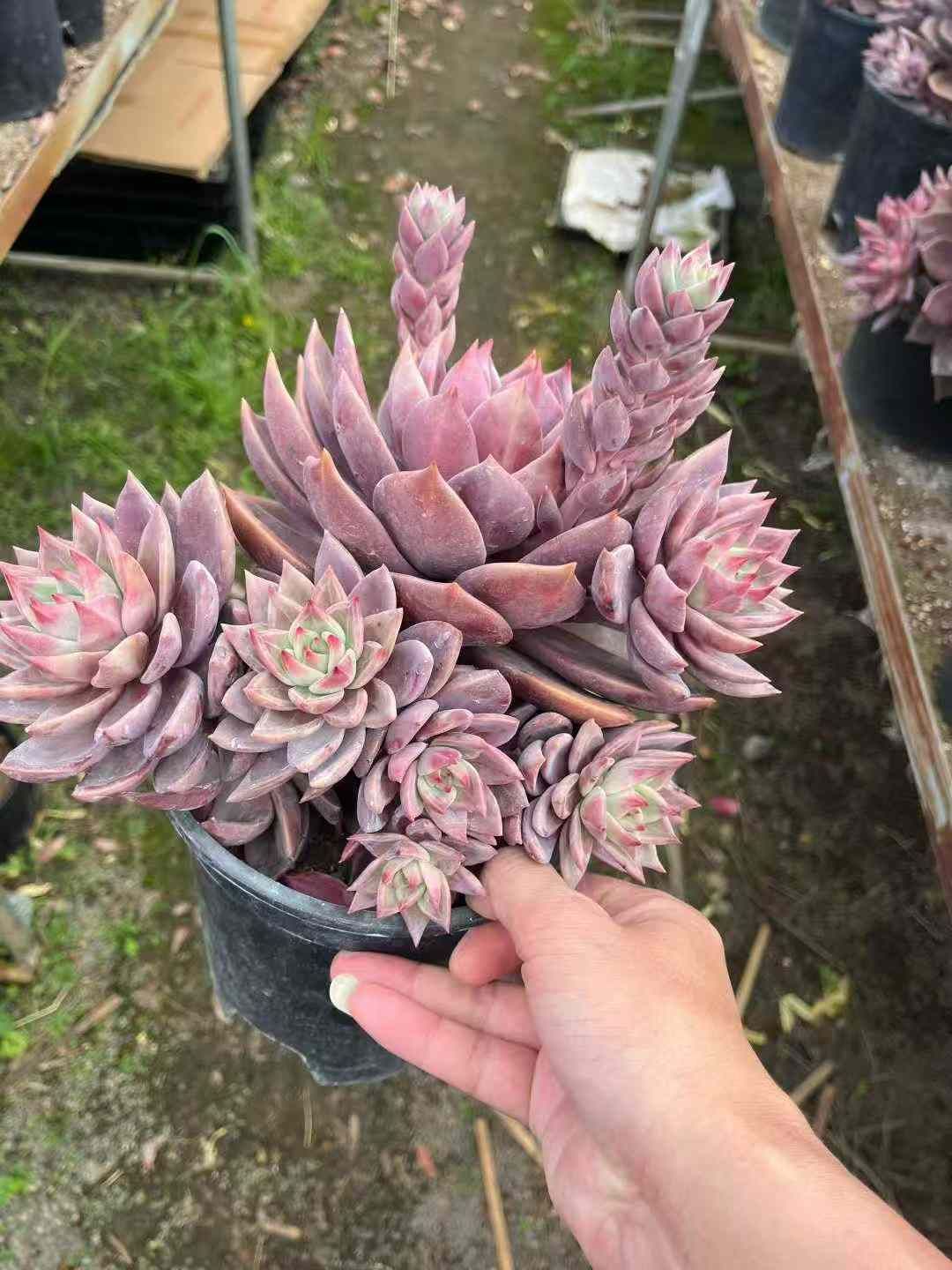 グラプトペタルム 韓国苗